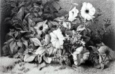 Petunias