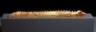 Iguana